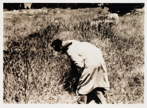 Joseph Beuys - Botanischer Wahnsinn (Botanical Madness), 1976, collotype on cardstock