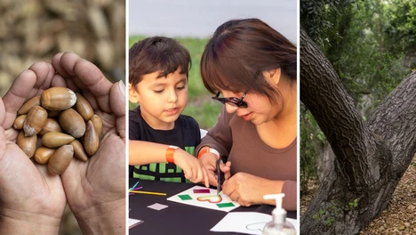 collage of hands holding acorns, a mother and son participating in a family weekend workshop, and an oak tree