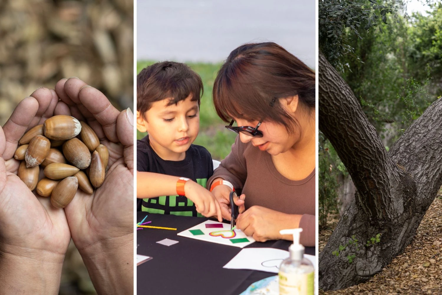 collage of hands holding acorns, a mother and son participating in a family weekend workshop, and an oak tree